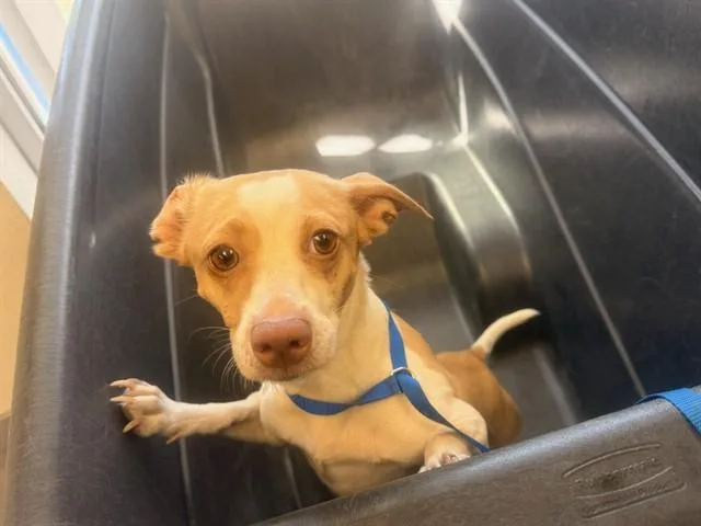 A young small-sized female Chihuahua dog named Sue for adoption in Mesa, AZ