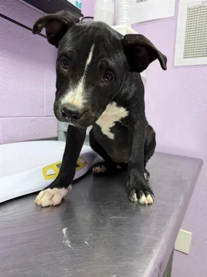 A baby small-sized female Black Pit Bull Terrier dog named 61565674 for adoption in El Paso, TX