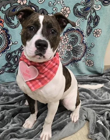 A young medium-sized female Brindle Mixed Breed dog named Jelly Bean for adoption in Hamilton, OH