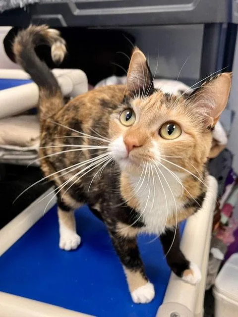 An adult small-sized female Domestic Short Hair cat named Sugar for adoption in Webster, WI