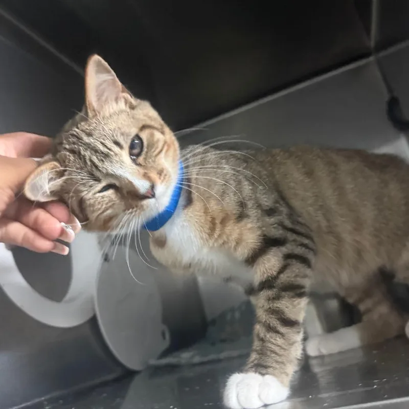 A baby medium-sized male Brown / Chocolate Domestic Short Hair cat named Duncan for adoption in Lakeland, FL