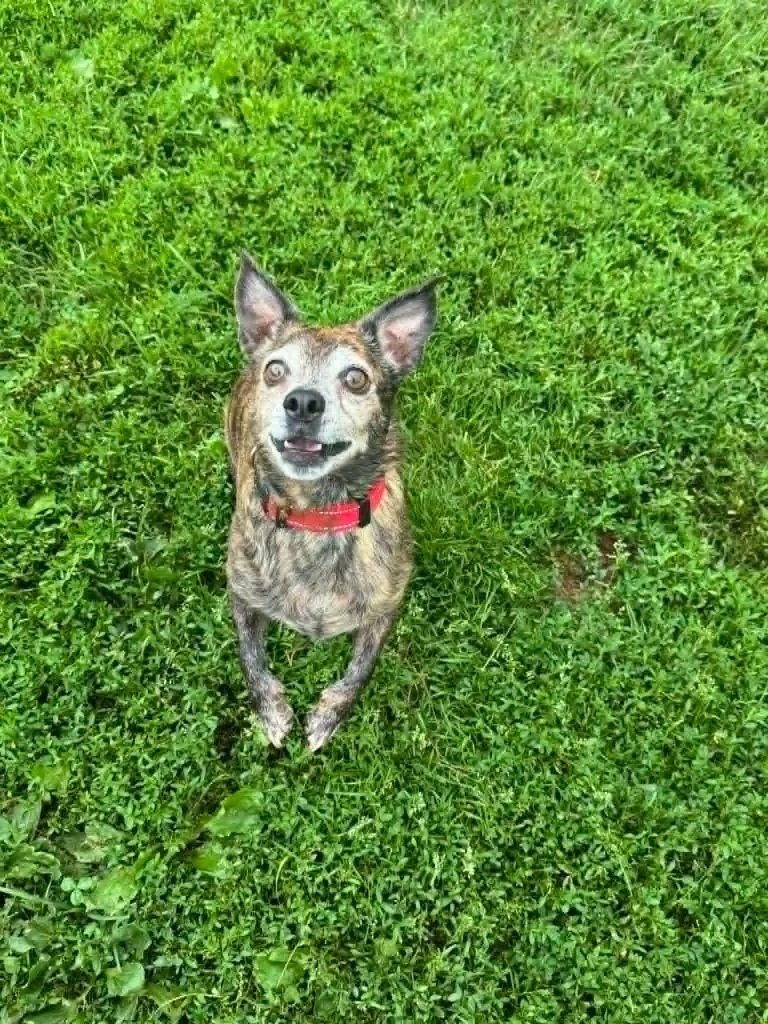 An adult medium-sized male Rat Terrier dog named Otis for adoption in Marion, OH