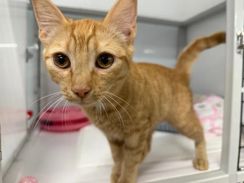 A baby medium-sized female Domestic Short Hair cat named Gretel for adoption in Raleigh, NC