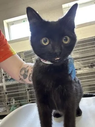 A baby medium-sized male Domestic Short Hair cat named Johnny for adoption in Cincinnati, OH