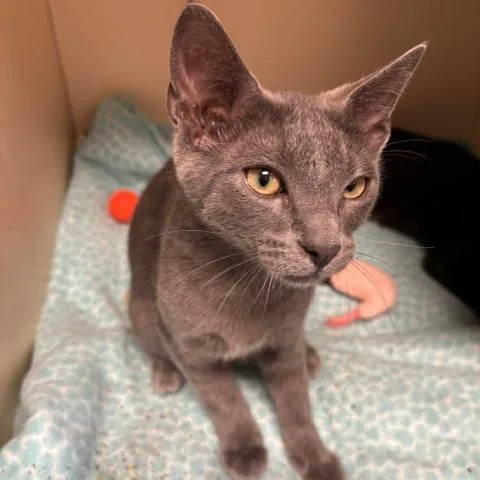 A baby medium-sized male Gray / Blue / Silver Domestic Short Hair cat named Steele for adoption in South Elgin, IL