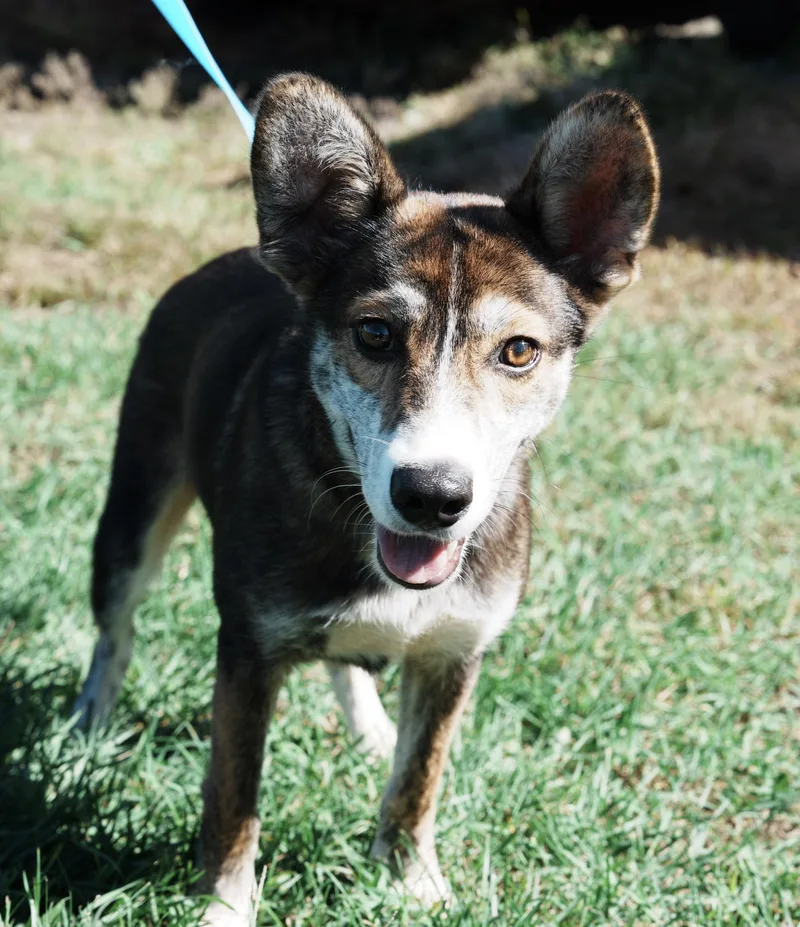 A baby medium-sized male Pembroke Welsh Corgi dog named Saturn for adoption in Wappingers Falls, NY