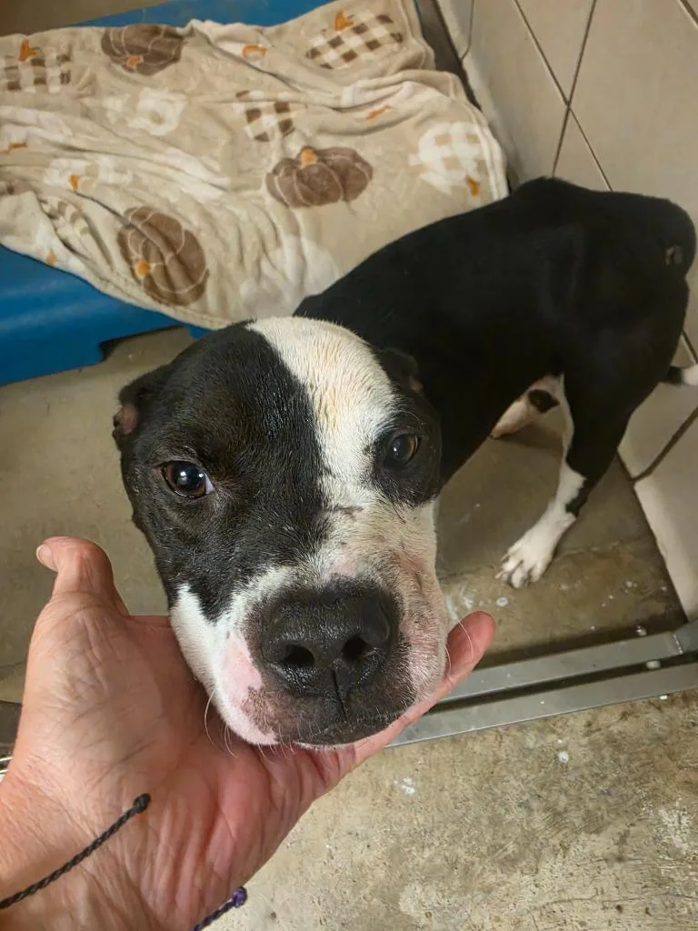 A young medium-sized male Boston Terrier dog named Little Man for adoption in Bossier City, LA