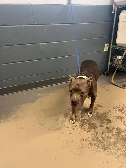 A senior medium-sized female American Staffordshire Terrier dog named Charlotte for adoption in Tallahassee, FL