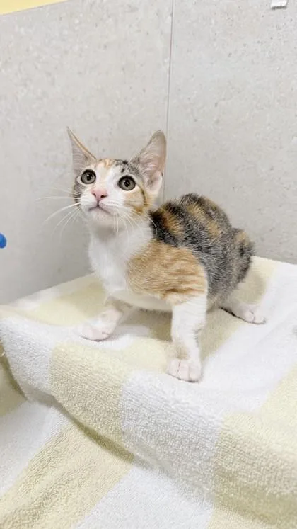 A baby small-sized female Domestic Short Hair cat named Cricket for adoption in Honolulu, HI