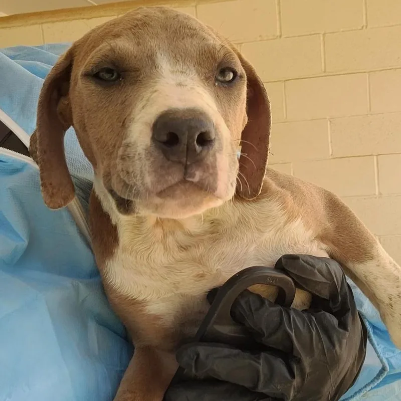 Farmer Yumi thumbnail 2