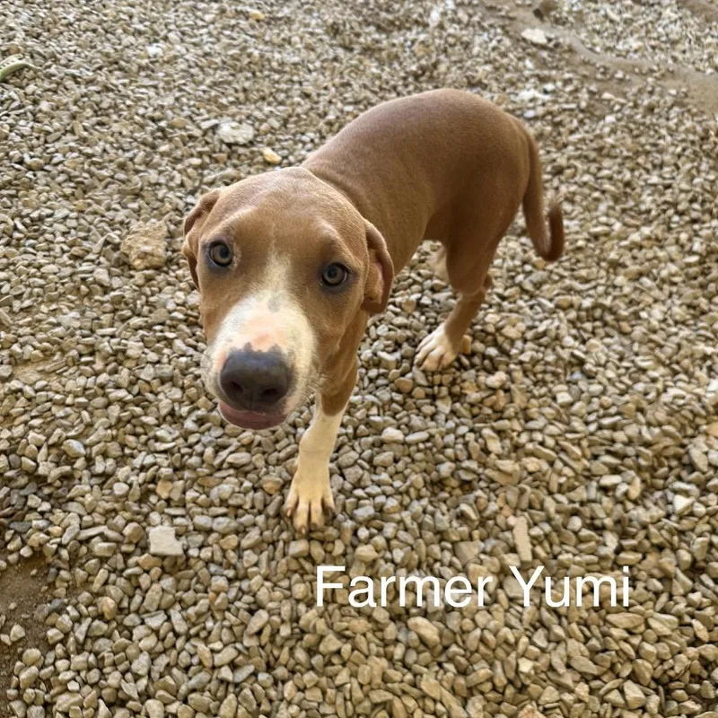 Farmer Yumi thumbnail 4