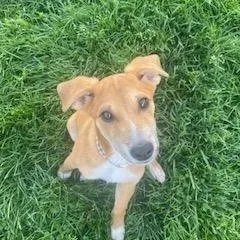 Buttercup thumbnail 2