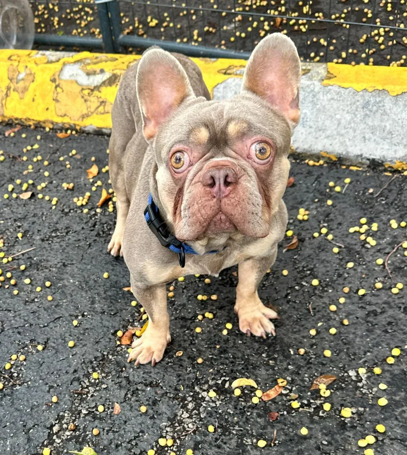 An adult small-sized male French Bulldog dog named Dom for adoption in Margate, FL