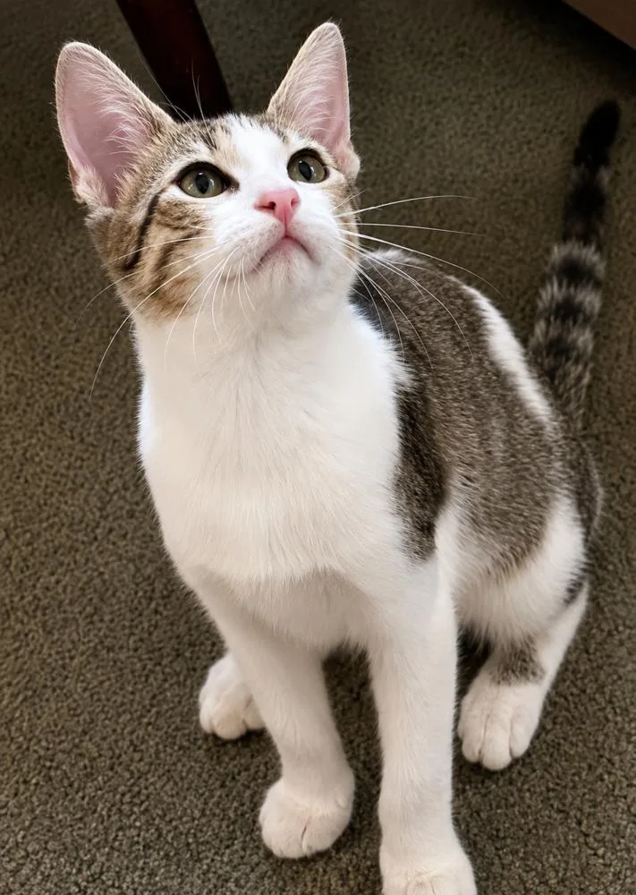 A baby small-sized male Gray & White Domestic Short Hair cat named Bobbie for adoption in Chicago, IL