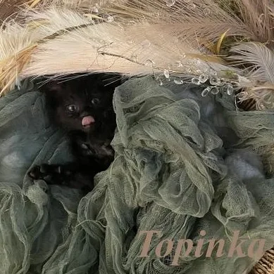 A baby medium-sized female Black Domestic Short Hair cat named Topinka for adoption in Denver, CO