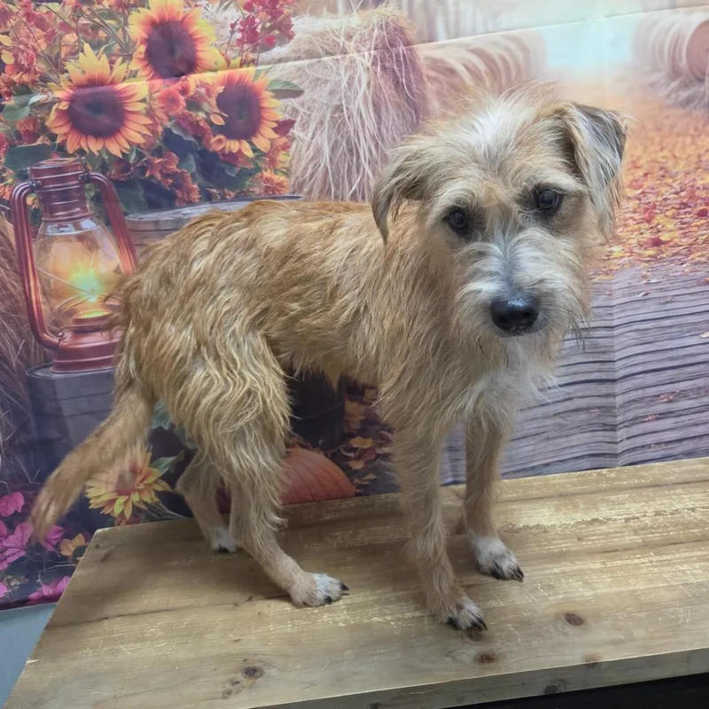 An adult small-sized female Yellow / Tan / Blond / Fawn Terrier dog named Daisy for adoption in Normal, IL