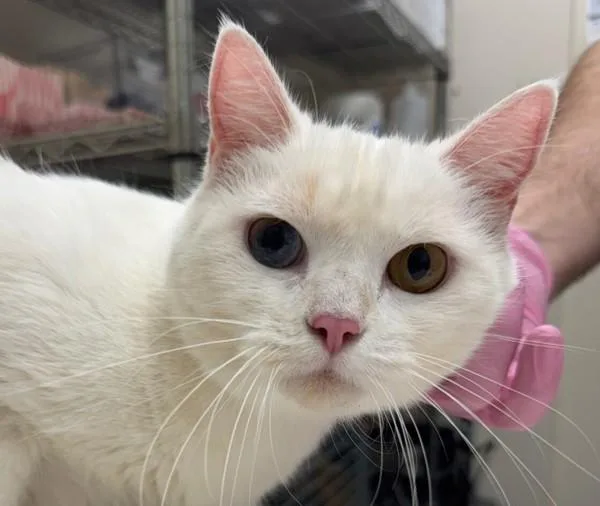 An adult medium-sized female Domestic Short Hair cat named Bubbles for adoption in San Diego, CA