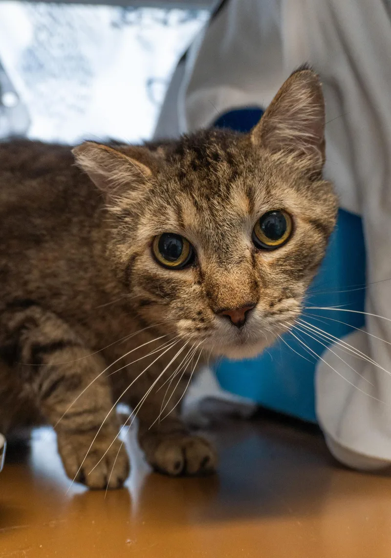 An adult medium-sized male Tabby (Brown / Chocolate) Domestic Short Hair cat named Cocoa Puff for adoption in Encinitas, CA