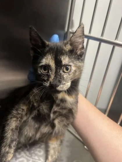 A young small-sized female Domestic Short Hair cat named B Chloe for adoption in North Charleston, SC