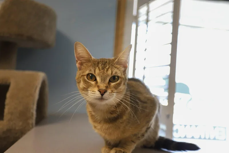 An adult medium-sized female Domestic Short Hair cat named Tabitha for adoption in Champaign, IL