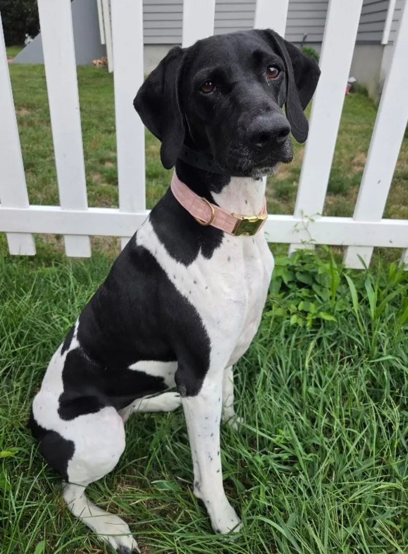 A young medium-sized female Black German Shorthaired Pointer dog named Pepper for adoption in Paramus, NJ