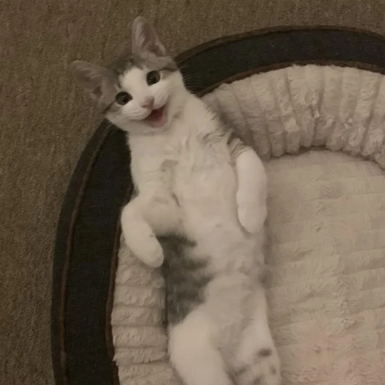An adult medium-sized female American Shorthair cat named Moon for adoption in Lilburn, GA