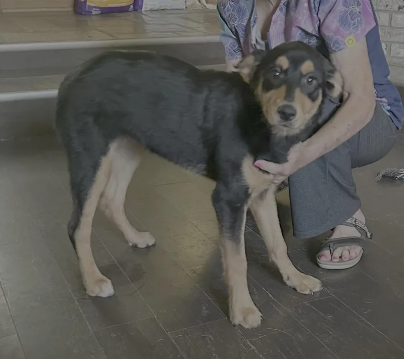 A baby medium-sized female Rottweiler dog named Ruby Rose for adoption in Knoxville, TN