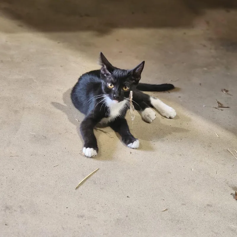 A baby small-sized female Black Domestic Short Hair cat named Olive for adoption in Santa Fe, TX