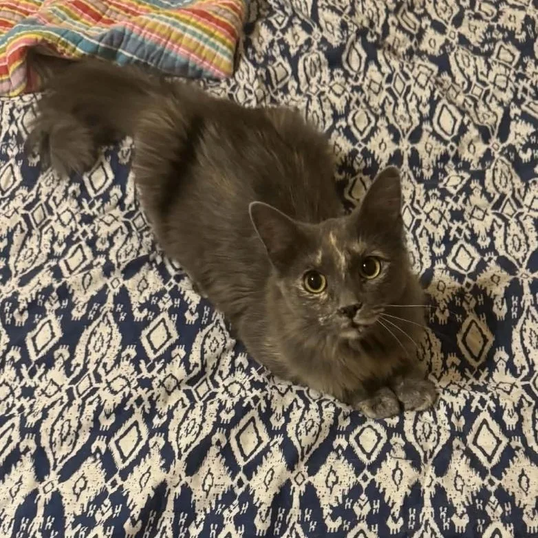 A young medium-sized female Dilute Tortoiseshell Domestic Long Hair cat named Mia for adoption in Warr Acres, OK