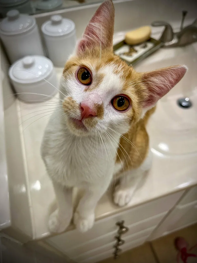 A baby medium-sized male Orange & White Domestic Short Hair cat named Lakitu for adoption in Lighthouse Point, FL