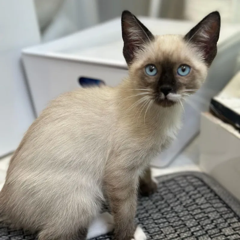 A baby small-sized male Brown / Chocolate Domestic Short Hair cat named Teddy for adoption in Sunnyvale, CA