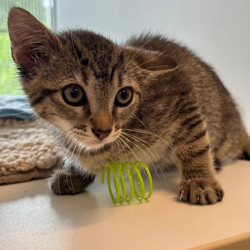A baby small-sized male Brown / Chocolate Domestic Short Hair cat named Max for adoption in League City, TX