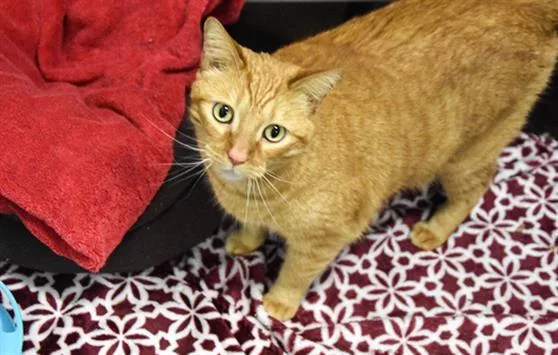 An adult small-sized male Domestic Short Hair cat named Kat for adoption in Loveland, CO