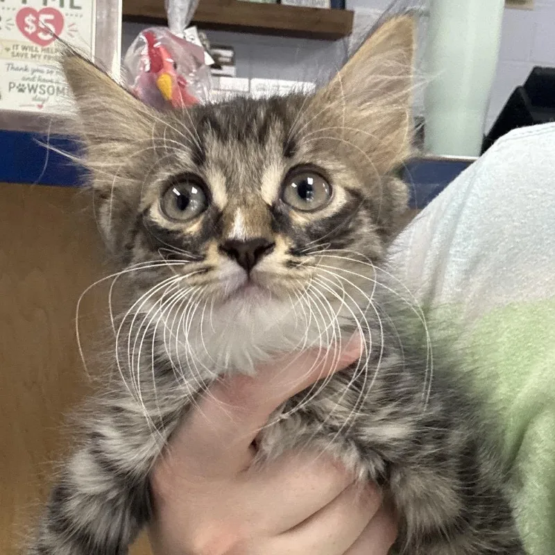 A baby small-sized male Black Domestic Short Hair cat named Repton for adoption in Middleburg, FL
