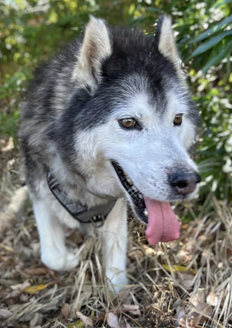 An adult medium-sized male Tricolor (Brown, Black, & White) Siberian Husky dog named Wolfie for adoption in Naperville, IL