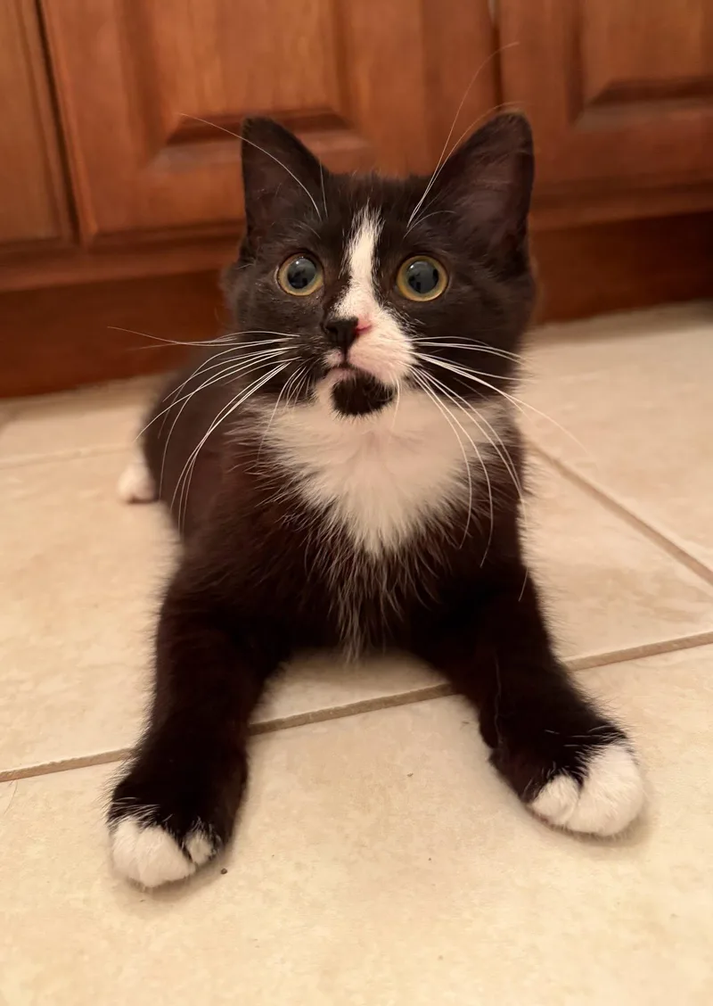 A young medium-sized female Domestic Short Hair cat named Princess Caroline for adoption in Wilmington, NC