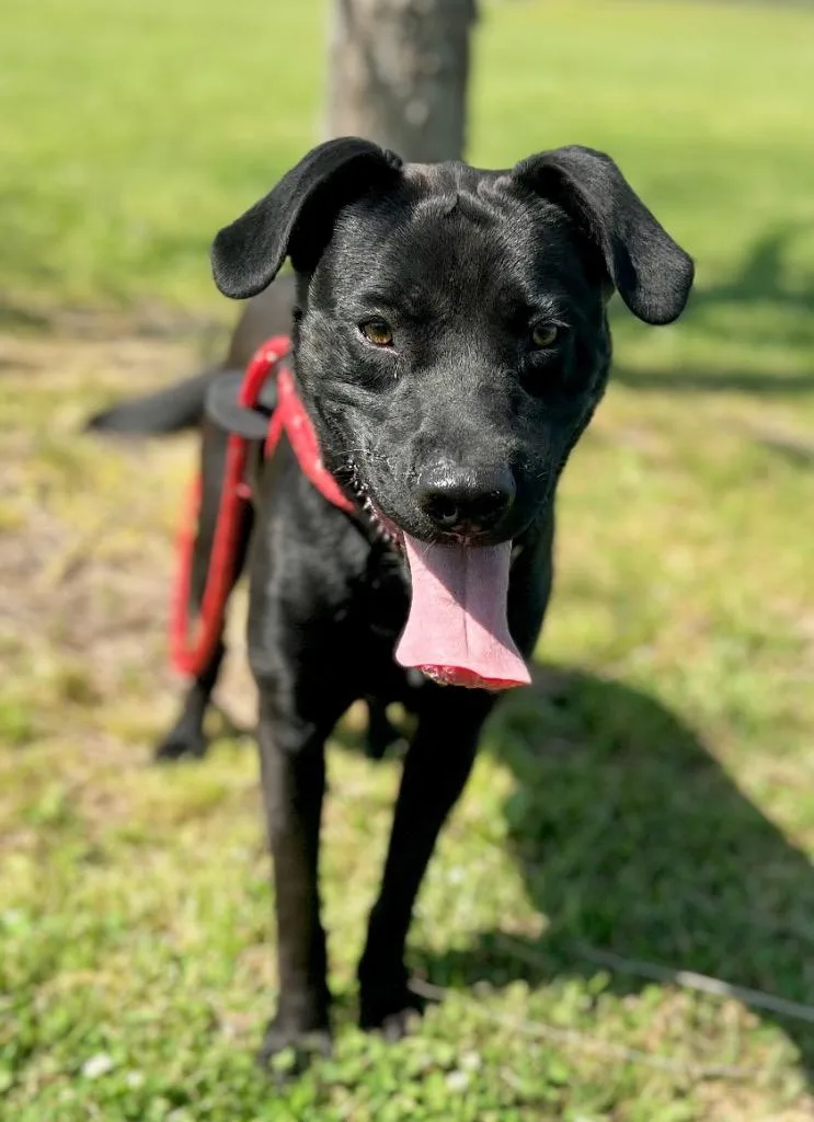 A young large-sized male Labrador Retriever dog named Dude for adoption in Saint Francisville, LA