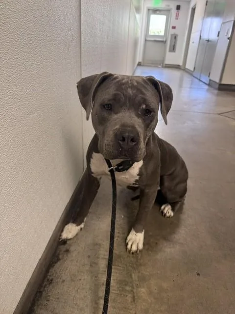 An adult large-sized female Pit Bull Terrier dog named Mami for adoption in Van Nuys, CA