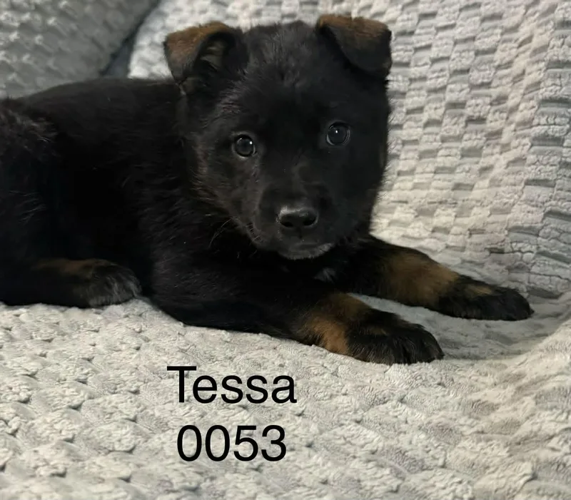 Tessa