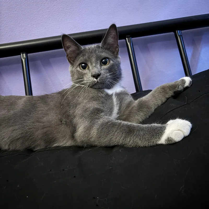 A baby small-sized male Gray & White Domestic Short Hair cat named Leon for adoption in Bellmawr, NJ