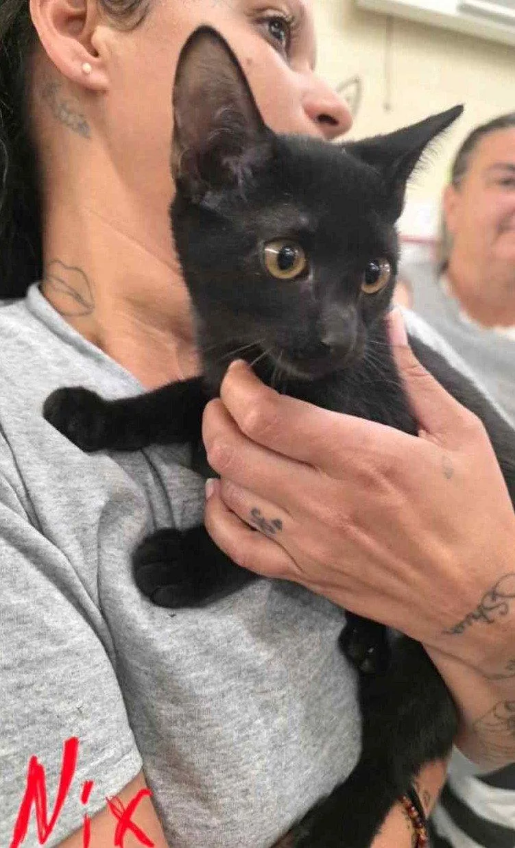 A baby small-sized female Black Domestic Short Hair cat named Nix C Harrell for adoption in Saunderstown, RI
