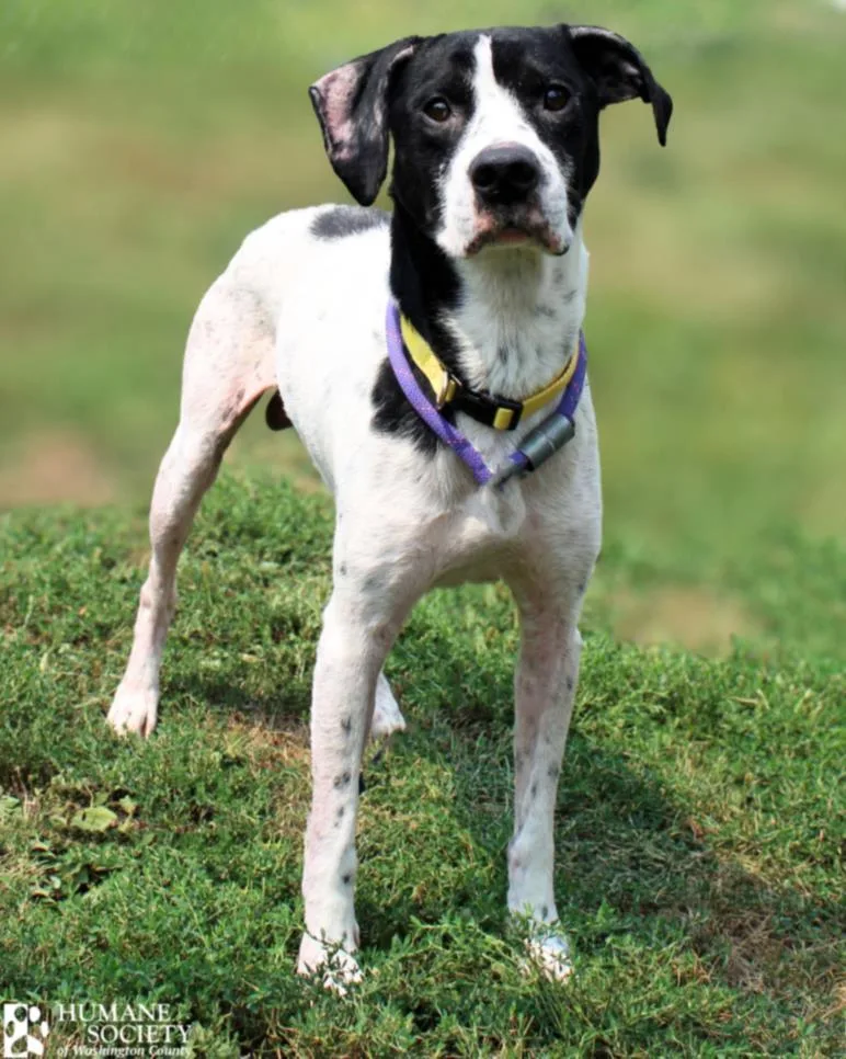 An adult medium-sized male Labrador Retriever dog named Enzo for adoption in Hagerstown, MD
