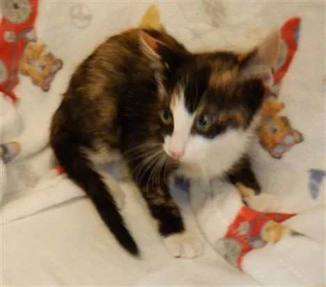 A baby small-sized female Domestic Short Hair cat named Twix for adoption in San Jose, CA