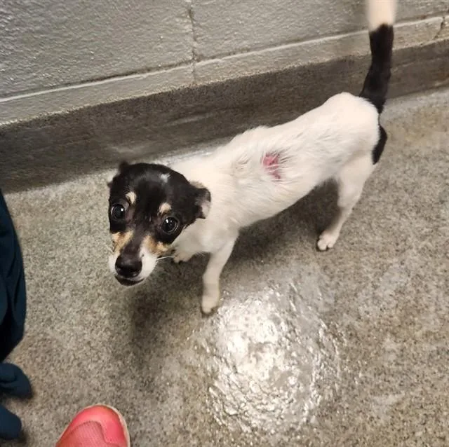 A young medium-sized female Chihuahua dog named Carolina for adoption in Huntsville, AL