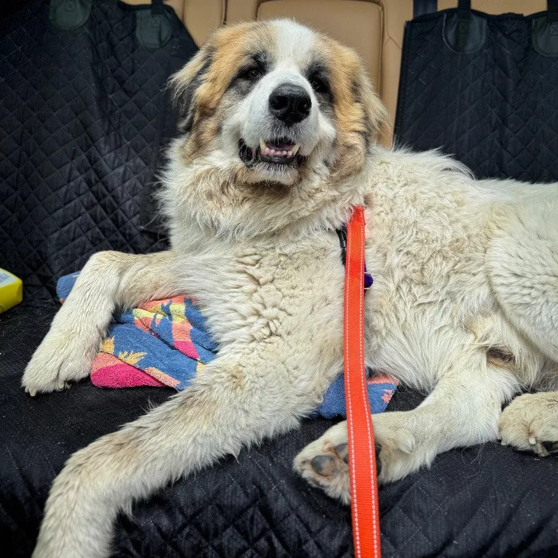 An adult large-sized male Great Pyrenees dog named Grande for adoption in Dallas, TX