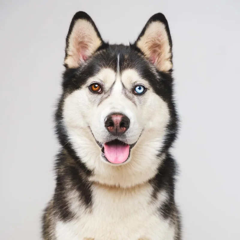 An adult large-sized male Black Siberian Husky dog named Gimli for adoption in Palm Springs, CA