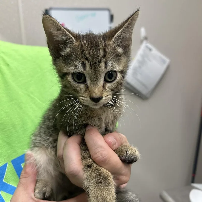A baby small-sized male Black Domestic Short Hair cat named Noise Complaint for adoption in Morganton, NC