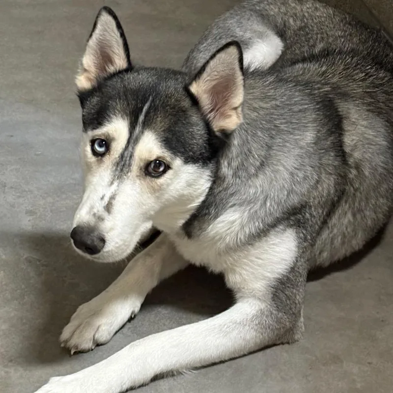 An adult medium-sized female Gray / Blue / Silver Husky dog named Oasis for adoption in Yuma, AZ