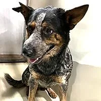 A young medium-sized male Black Australian Cattle Dog / Blue Heeler dog named Bandit  URGENT for adoption in Thousand Oaks, CA