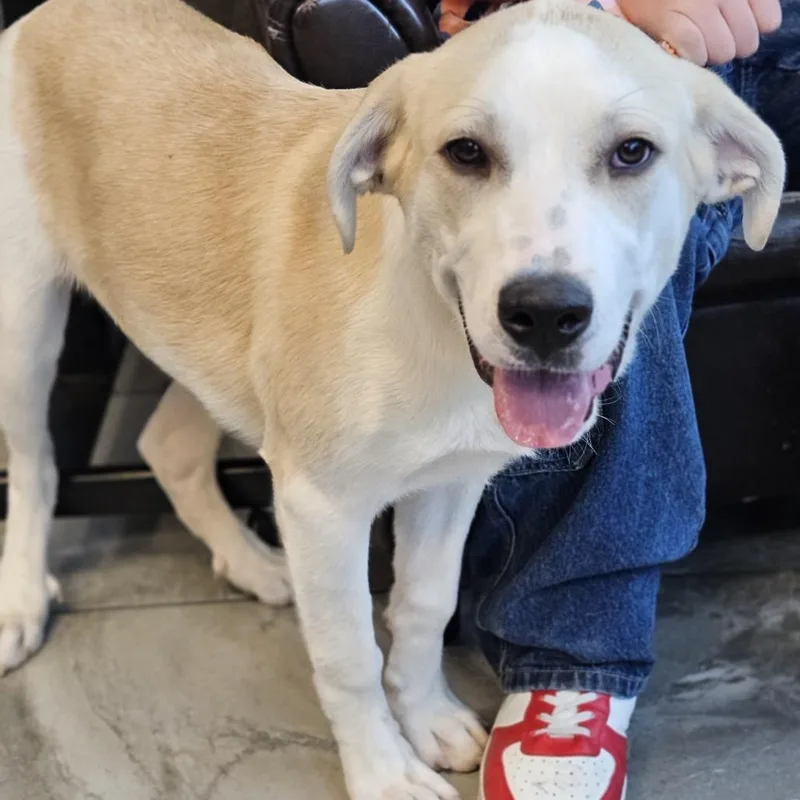 A young small-sized female Yellow / Tan / Blond / Fawn Yellow Labrador Retriever dog named Goldie for adoption in Las Vegas, NV